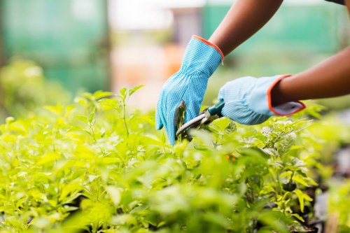 Seasonal garden maintenance in Earls Court
